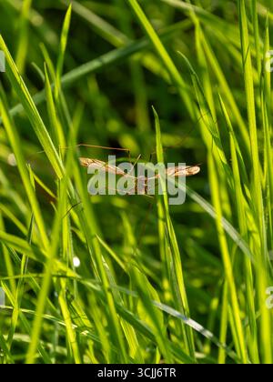 Grasshopper o insetto di cricket su lame di erba verde con ali aperte. Wicklow, Irlanda Foto Stock