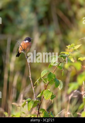 Stonechat "Saxicola rubicola", uccello maschile, con piume scure, arroccato su un ramo sottile. Calde piume arancioni marroni sul petto. Wicklow, Irlanda Foto Stock
