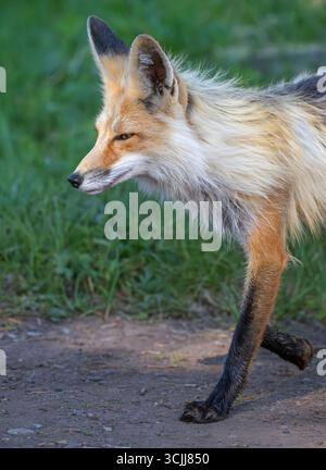 Red Fox (Vulpes vulpes). Giugno nel parco nazionale di Yellowstone, Wyoming. Foto Stock