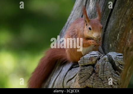 Lo scoiattolo rosso o scoiattolo rosso eurasiatico (Sciurus vulgaris), una specie di scoiattolo arboreo del genere Sciurus. Foto Stock