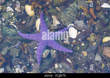 Purple Sea Star (Pisaster ochraceus) si trova sulla spiaggia rocciosa con la bassa marea sull'isola di Vancouver, Columbia Britannica, Canada Foto Stock