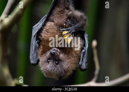 La volpe volante di Rodrigues o pipistrello della frutta di Rodrigues (Pteropus rodricensis) è una specie di pipistrello della famiglia Pteropodidae, volpi volanti o pipistrelli della frutta. Foto Stock