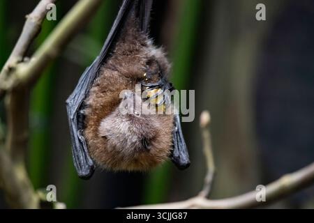 La volpe volante di Rodrigues o pipistrello della frutta di Rodrigues (Pteropus rodricensis) è una specie di pipistrello della famiglia Pteropodidae, volpi volanti o pipistrelli della frutta. Foto Stock