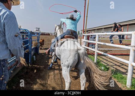 Una cowgirl a cavallo tenta abilmente di lazzare un vitello in un evento di rodeo di rodeo al Maskwacis Indian Rodeo Alberta Canada Foto Stock
