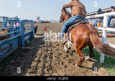 Cowboy a cavallo tenta abilmente di lazzare un vitello in un emozionante rodeo in arena catturato durante il Maskwacis Indian Rodeo Alberta Canada Foto Stock