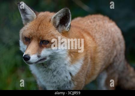 La Volpe Rossa (Vulpes vulpes), la più grande delle vere volpi e uno dei membri più distribuiti dell'ordine Carnivora. Foto Stock