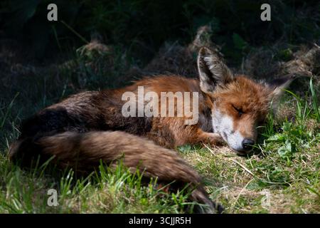 La Volpe Rossa (Vulpes vulpes), la più grande delle vere volpi e uno dei membri più distribuiti dell'ordine Carnivora. Foto Stock