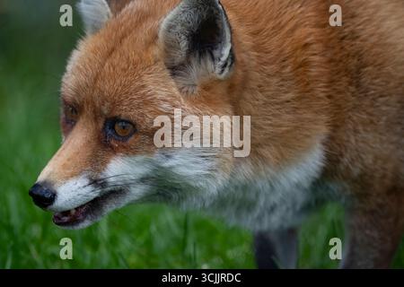 La Volpe Rossa (Vulpes vulpes), la più grande delle vere volpi e uno dei membri più distribuiti dell'ordine Carnivora. Foto Stock