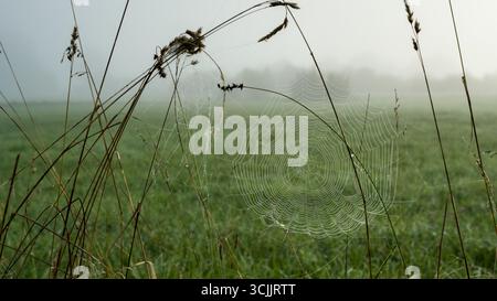 Primo piano mattutino di una ragnatela tra le erbe con luce naturale soffusa. Foto Stock
