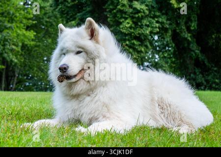 Il soffice cane bianco Samoyed si appoggia su una lussureggiante erba verde, mostrando un comportamento amichevole e uno spirito giocoso, circondato dalla natura, perfetto per catturare la gioia Foto Stock