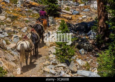 Pack Animals condotto da wrangler della Agnew Meadows Pack Station che trasporta l'attrezzatura al lago Ediza, Inyo National Forest, California, USA [non disponibile; editoriale Foto Stock
