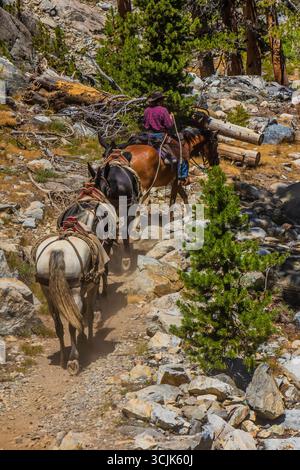 Pack Animals condotto da wrangler della Agnew Meadows Pack Station che trasporta l'attrezzatura al lago Ediza, Inyo National Forest, California, USA [non disponibile; editoriale Foto Stock