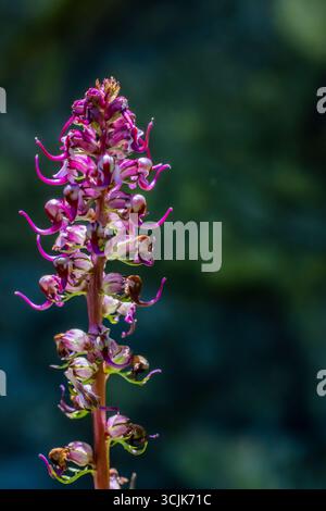 Elephant's Head, Pedicularis groenlandica, vicino al lago Ediza nella riserva naturale di Ansel Adams, Inyo National Forest, California, Stati Uniti Foto Stock