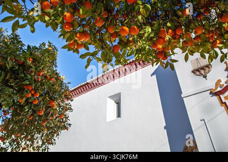 Gli aranci amari carichi di frutta crescono accanto alle pareti bianche di Santa Maria la Mayor a Sanlucar la Mayor, in Andalusia. Foto Stock