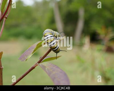 il bruco della farfalla monarca si è arricciato su una foglia di piante di alghe di latte palude Foto Stock