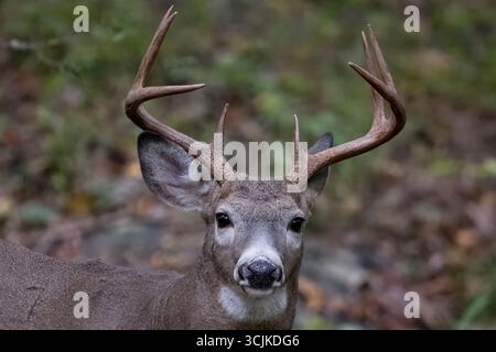 Il cervo dalla coda bianca (Odocoileus virginianus), noto anche come la coda bianca e il cervo della Virginia. Foto Stock