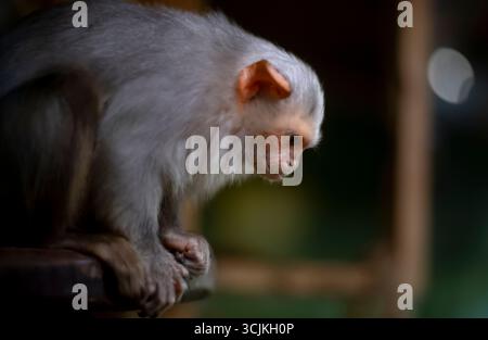 Il Marmoset argentato (Mico argentatus) è una scimmia del nuovo mondo che vive nella foresta pluviale amazzonica orientale in Brasile. Foto Stock