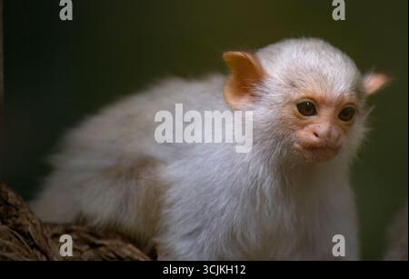 Il Marmoset argentato (Mico argentatus) è una scimmia del nuovo mondo che vive nella foresta pluviale amazzonica orientale in Brasile. Foto Stock
