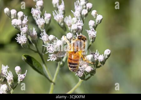 Api ricoperte di polline (Apis mellifera) su alti fiori di ossa (Eupatorium altissimum) nella contea di Lee, Iowa, Stati Uniti. Foto Stock