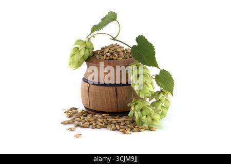 Botte di legno ripieno di grani d'orzo accompagnate da fiori e foglie verdi di luppolo, isolate su uno sfondo bianco, che simboleggiano le tradizioni birrarie, nat Foto Stock