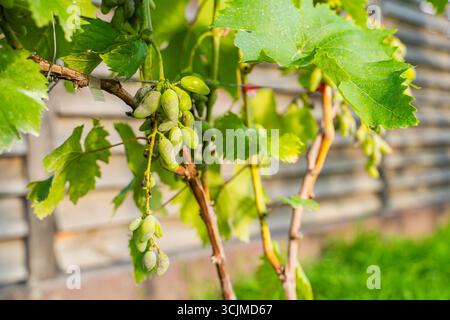Uva viziata da malattie fungine, primo piano. Vendemmia persa. Foto Stock
