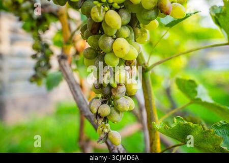 Uva viziata da malattie fungine, primo piano. Vendemmia persa. Foto Stock