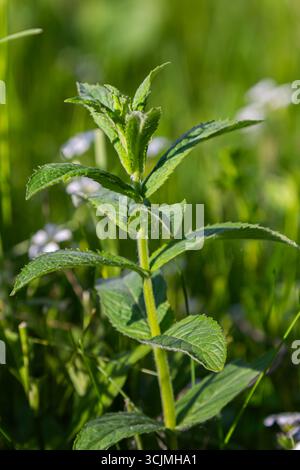 La menta da campo è fiorente con foglie verdi lussureggianti in un ambiente erboso naturale accanto a piccoli fiori selvatici. La pianta riflette una crescita sana alla luce del sole. Foto Stock