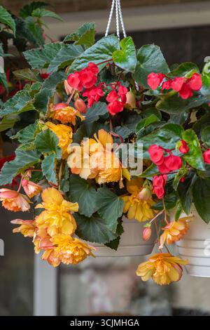 Le begonie tuberose di colore giallo e rosso brillanti cadono dai cesti appesi in un giardino creando un'atmosfera colorata in fiore durante lo sprin Foto Stock