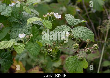 Un cespuglio di mora mostra gruppi di fiori bianchi accanto a bacche verdi acerrime circondate da foglie verdi vibranti in un giardino in tarda spr Foto Stock