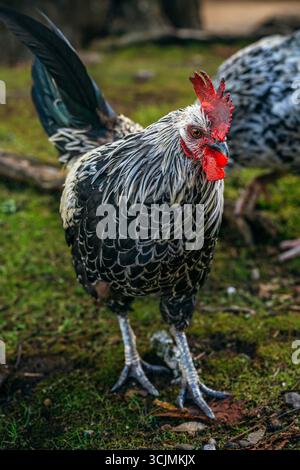 Uno straordinario Gallo con piume bianche e nere si erge sull'erba verde. Ritratto del pollame, pettine rosso brillante, piumaggio dettagliato, luce naturale all'aperto Foto Stock