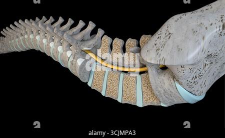 Si tratta di una sezione di colonna vertebrale illustrata in 3d in posizione orizzontale Foto Stock