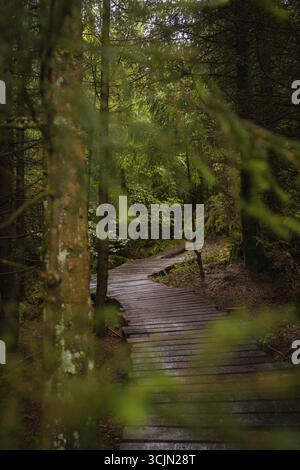 Uno stretto sentiero in legno conduce attraverso una fitta foresta verde, Lotharpfad, Foresta Nera, Germania Foto Stock