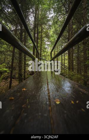 Uno stretto e bagnato sentiero in legno conduce attraverso una fitta foresta, Lotharpfad, Foresta Nera, Germania Foto Stock