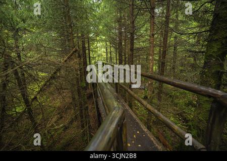 Uno stretto sentiero in legno con ringhiere conduce attraverso la fitta foresta, Lotharpfad, Foresta Nera, Germania Foto Stock