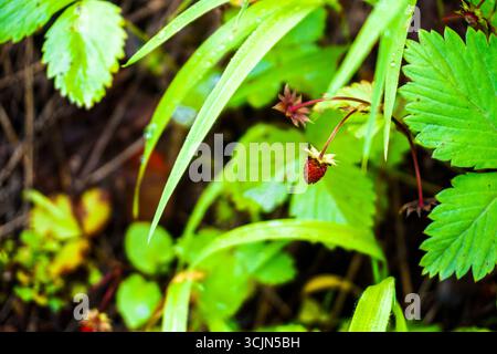 Splendida vista sulla foresta e sul fiume di Karadeniz, regione del Mar Nero nella Turchia settentrionale, il villaggio di gatti di Camlihemsin a Rize, Turchia Foto Stock