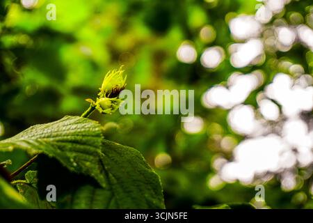 Splendida vista sulla foresta e sul fiume di Karadeniz, regione del Mar Nero nella Turchia settentrionale, il villaggio di gatti di Camlihemsin a Rize, Turchia Foto Stock