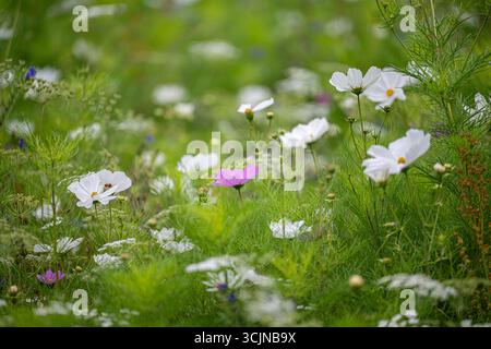 Splendidi fiori bianchi e rosa Cosmos (Cosmos bipinnatus) che fioriscono in un prato estivo di fiori selvatici con una profondità di campo bassa. Foto Stock