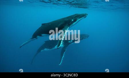 Vista di due magnifiche megattere che navigano con grazia nell'oceano blu profondo, i loro corpi scuri contrastano con le acque turchesi, Moorea-Maiao, Isole Windward, Polinesia francese. Foto Stock