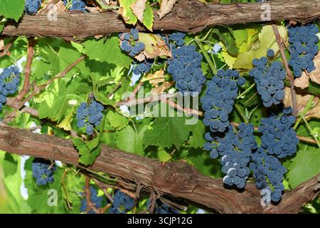 Un mucchio d'uva appeso a una vite. Le uve sono di colore blu Foto Stock