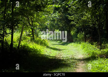 Tranquillo sentiero boschivo che si snoda attraverso una lussureggiante foresta verde con luce solare attenuata che filtra attraverso una fitta tettoia. Foto Stock
