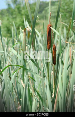Teste di semi di coda di gabbiano che si innalzano tra le verdi erbe paludose nell'habitat naturale delle zone umide. Foto Stock