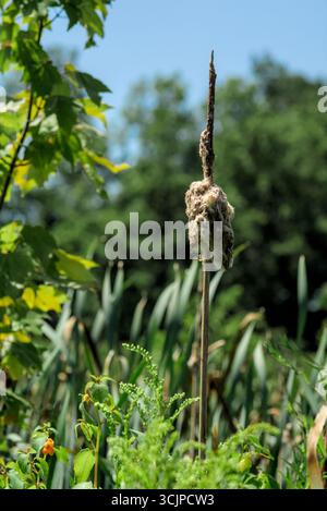 Coda di gatto matura che rilascia soffici semi bianchi nell'aria circondata da una lussureggiante vegetazione paludosa Foto Stock
