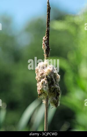 Coda di gatto matura che rilascia soffici semi bianchi nell'aria circondata da una lussureggiante vegetazione paludosa Foto Stock