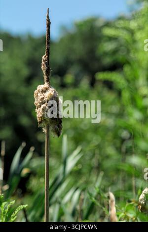 Coda di gatto matura che rilascia soffici semi bianchi nell'aria circondata da una lussureggiante vegetazione paludosa Foto Stock