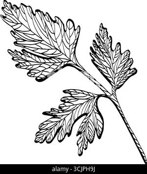 Immagine vettoriale in bianco e nero del prezzemolo isolato su bianco. Prezzemolo, coriandolo, coriandolo. Disegno monocromatico delle erbe da cucina. Schizzo di contorno per f Illustrazione Vettoriale