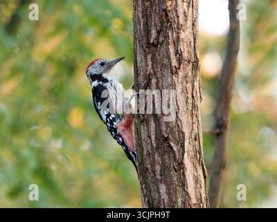 Picchio maculato di mezzo, Dendrocoptes medius, uccello singolo sul ramo, Serbia 2025 Foto Stock
