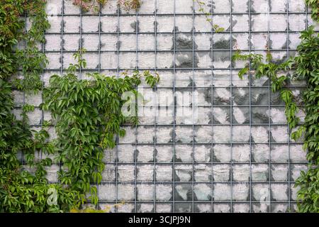 Green ivy climbing on modern grid wall. Lush green ivy climbs a structured metal grid wall, blending nature with urban architecture for eco-friendly Foto Stock