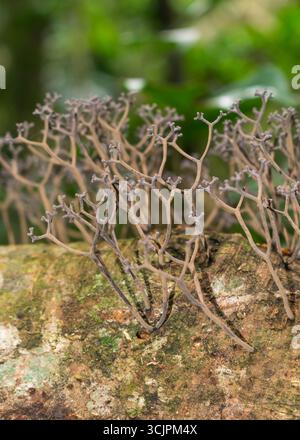 Thamnomyces dendroideus fungi a Florianopolis, Brasile Foto Stock