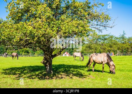 Cavalli che pascolano sul prato verde nella soleggiata giornata estiva, nel Parco Nazionale di Roztocze, Polonia Foto Stock
