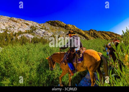 Pack Animals condotto da wrangler della Agnew Meadows Pack Station che trasporta l'attrezzatura al lago Ediza, Inyo National Forest, California, USA [non disponibile; editoriale Foto Stock